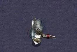 下图1是红警里面的巨型乌贼，真有这玩意的话，那理论上确实可以干沉包括航母在内的一