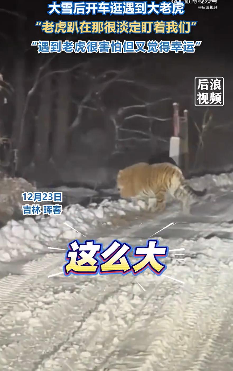 无知者无畏！吉林珲春，一女子晚上和朋友开车走山路，突然发现前方有一只“大猫”，靠