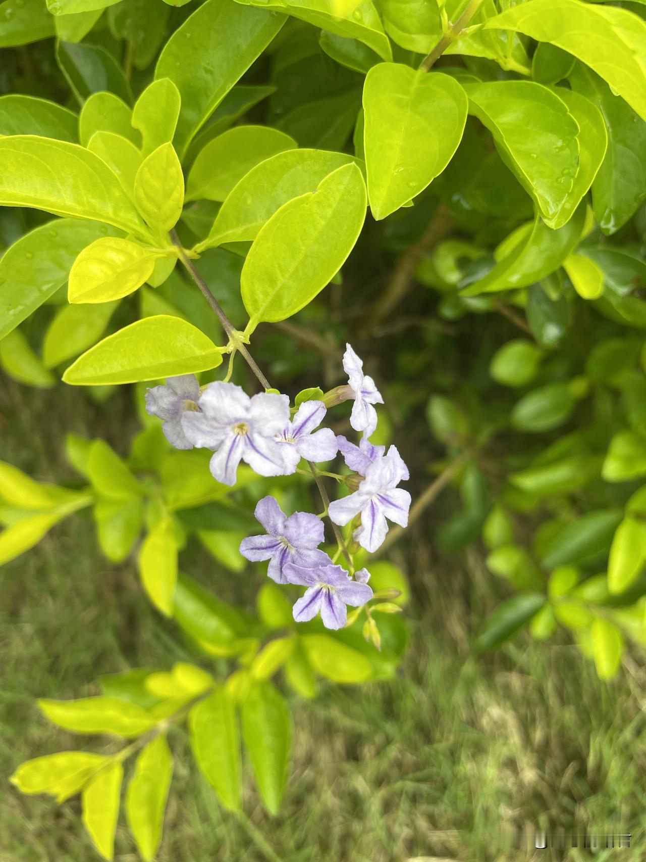 这二婚不管过多久，都是离心的。一阿姨60岁和73岁的二婚老公，结婚过了20年。现