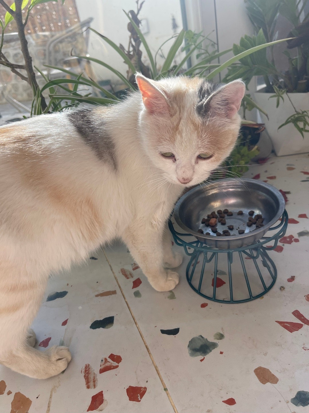 我的花园我的猫流浪动物救助三彩现在一天能吃一个肉罐头，胃口不错。越来越好看了～