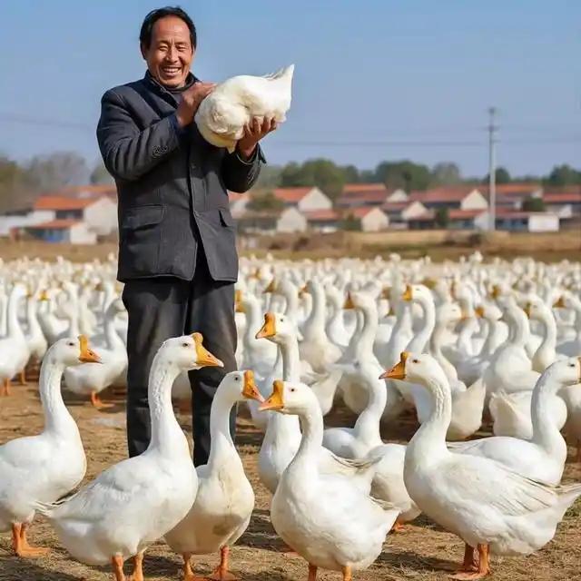 黑龙江一大爷，倾尽家产养鹅，一共养了6000只能飞的大鹅，将近一半跟着迁徙的