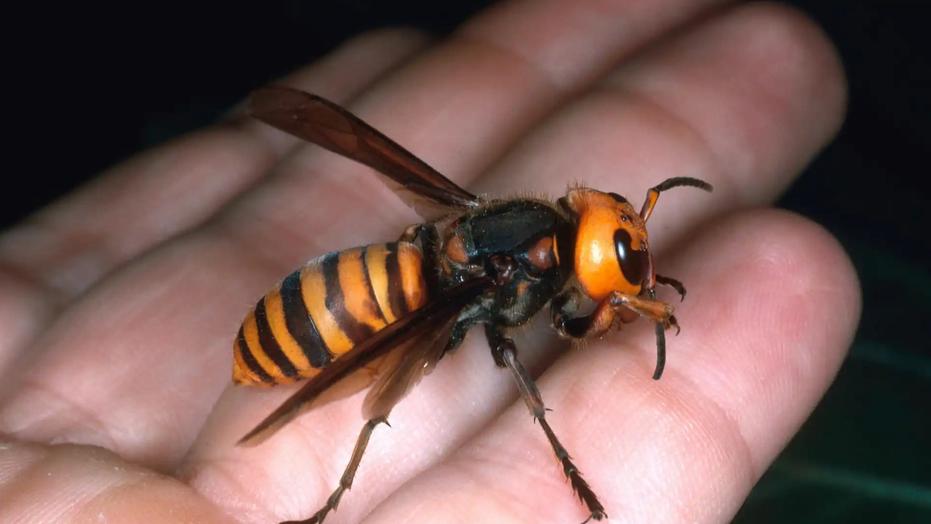 央视财经《财经调查》的报道，近期曝光了一条涉及虎头蜂养殖的灰色产业链。商家以