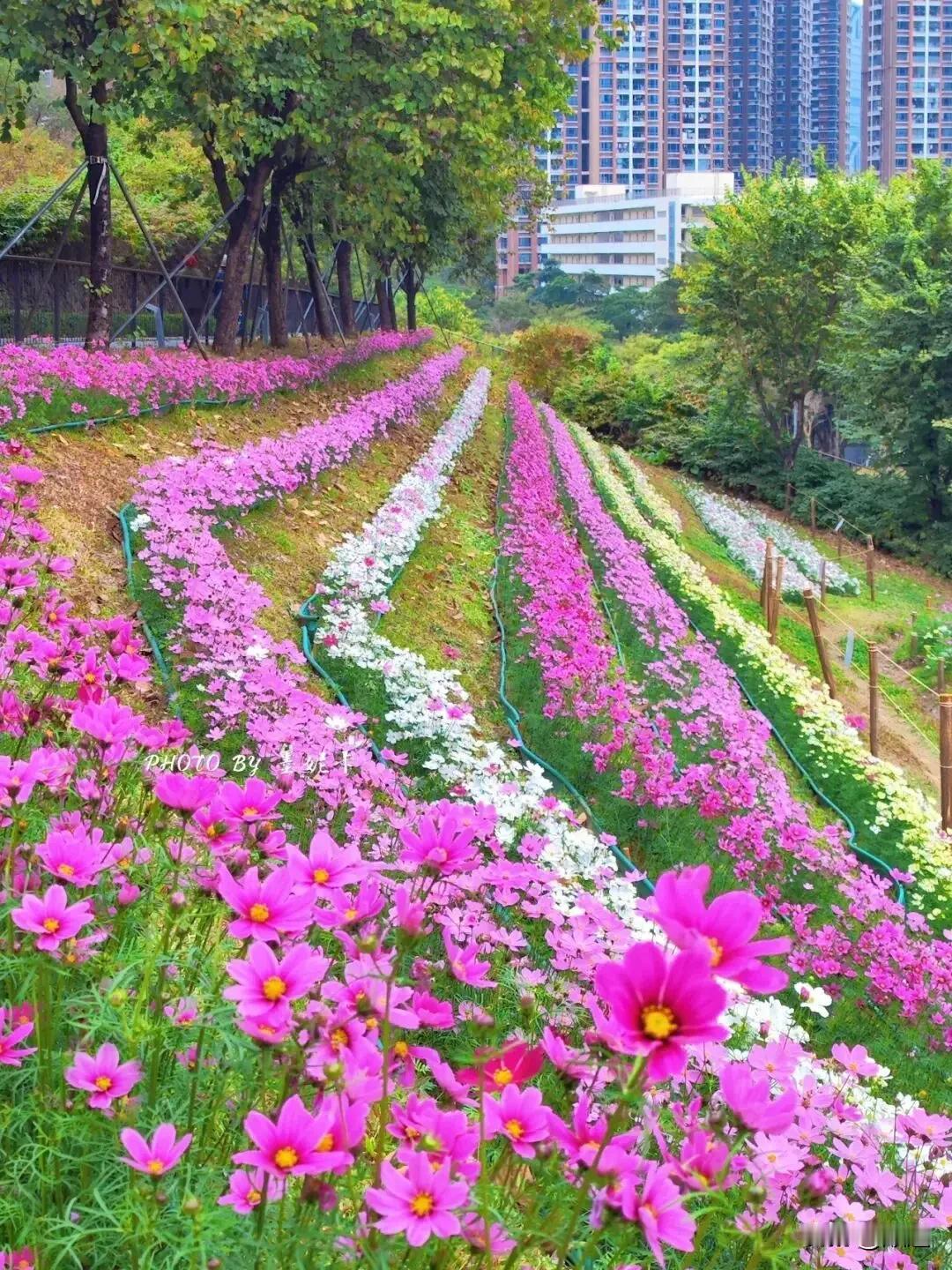 儿子结婚半年了，63岁婆婆，三年前确诊肺癌。这半年对儿媳妇的意见可老大了，因为