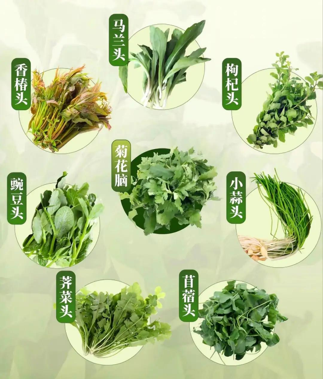 南京人的春天从“七头一脑”春菜开始那非“马兰头”莫属了！