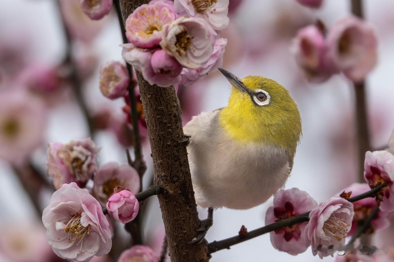 镜头里的春日精灵春风拂过梅梢，镜头定格下这些灵动的小生命，每一张都是春日最