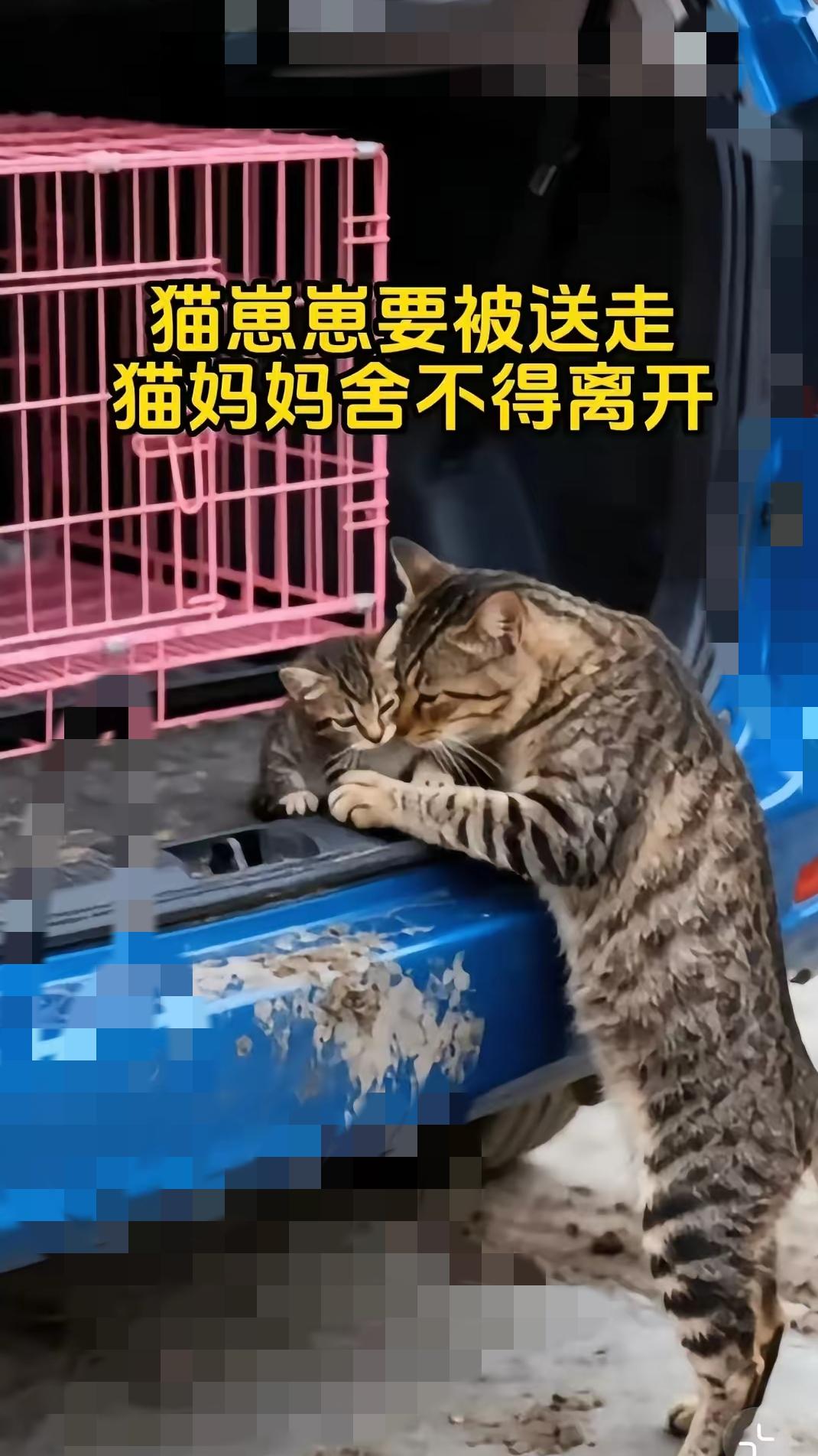 谁懂啊！猫妈妈扑向汽车的那一刻，我突然懂了：母爱从来不分物种！大叔家的猫咪