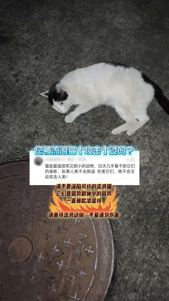 您被流浪猫攻击过吗？猫是最温顺而又胆小的动物，白天几乎看不到它们的身影，如果人