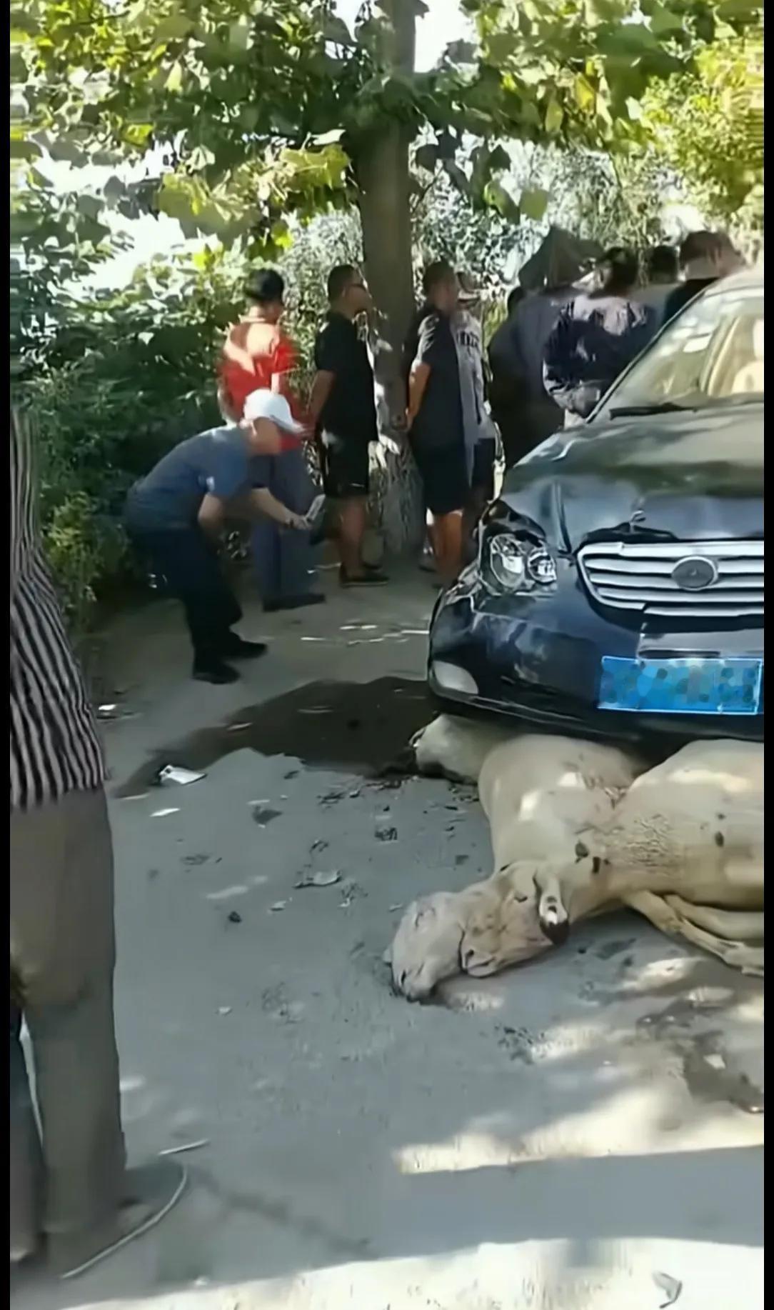一共5只羊要多少钱才能摆平？