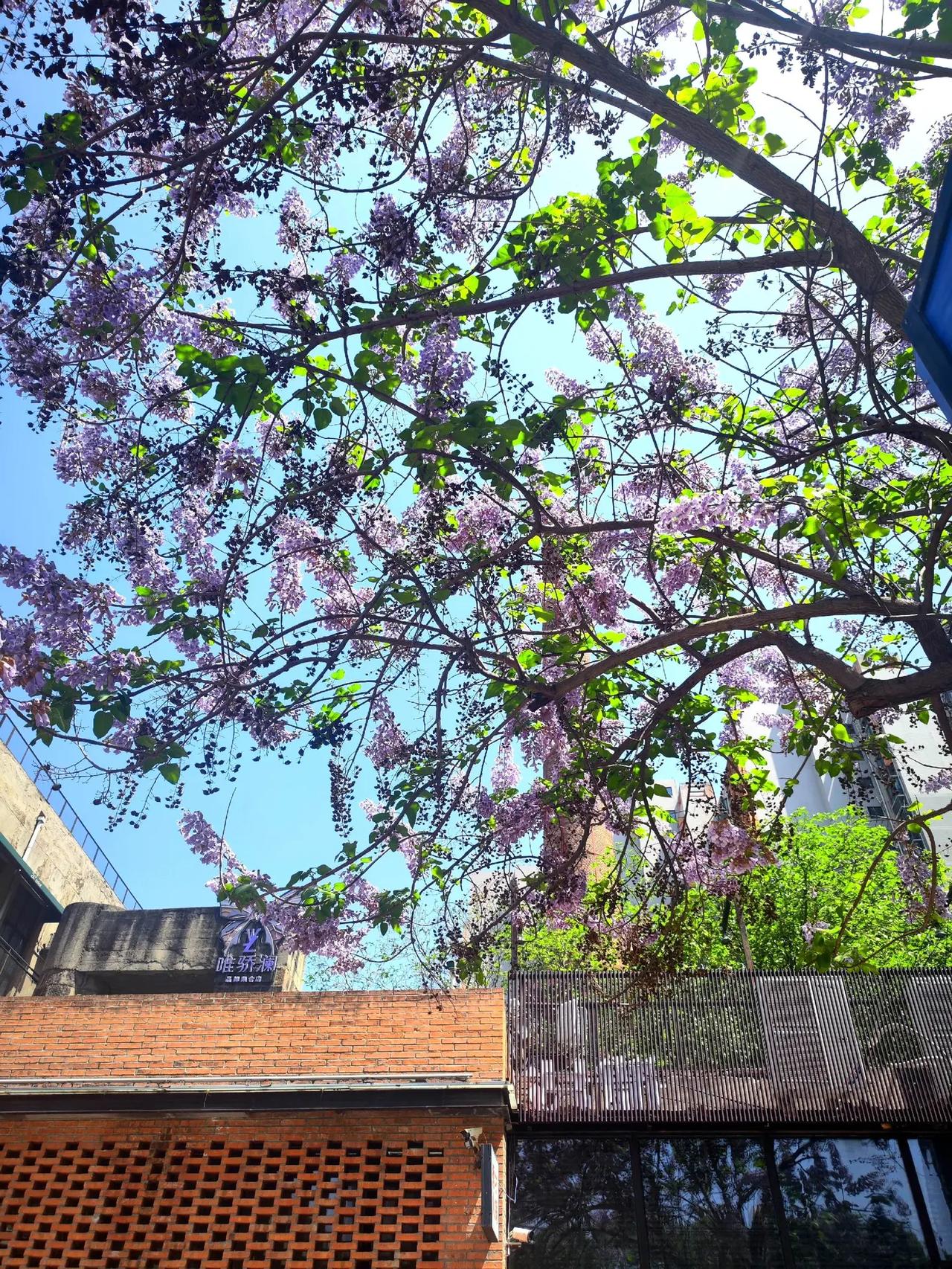 抬头，看看你拍的梧桐树花开。这个春天抬头看树花树古院蓝花楹盛开的季节蓝楹花