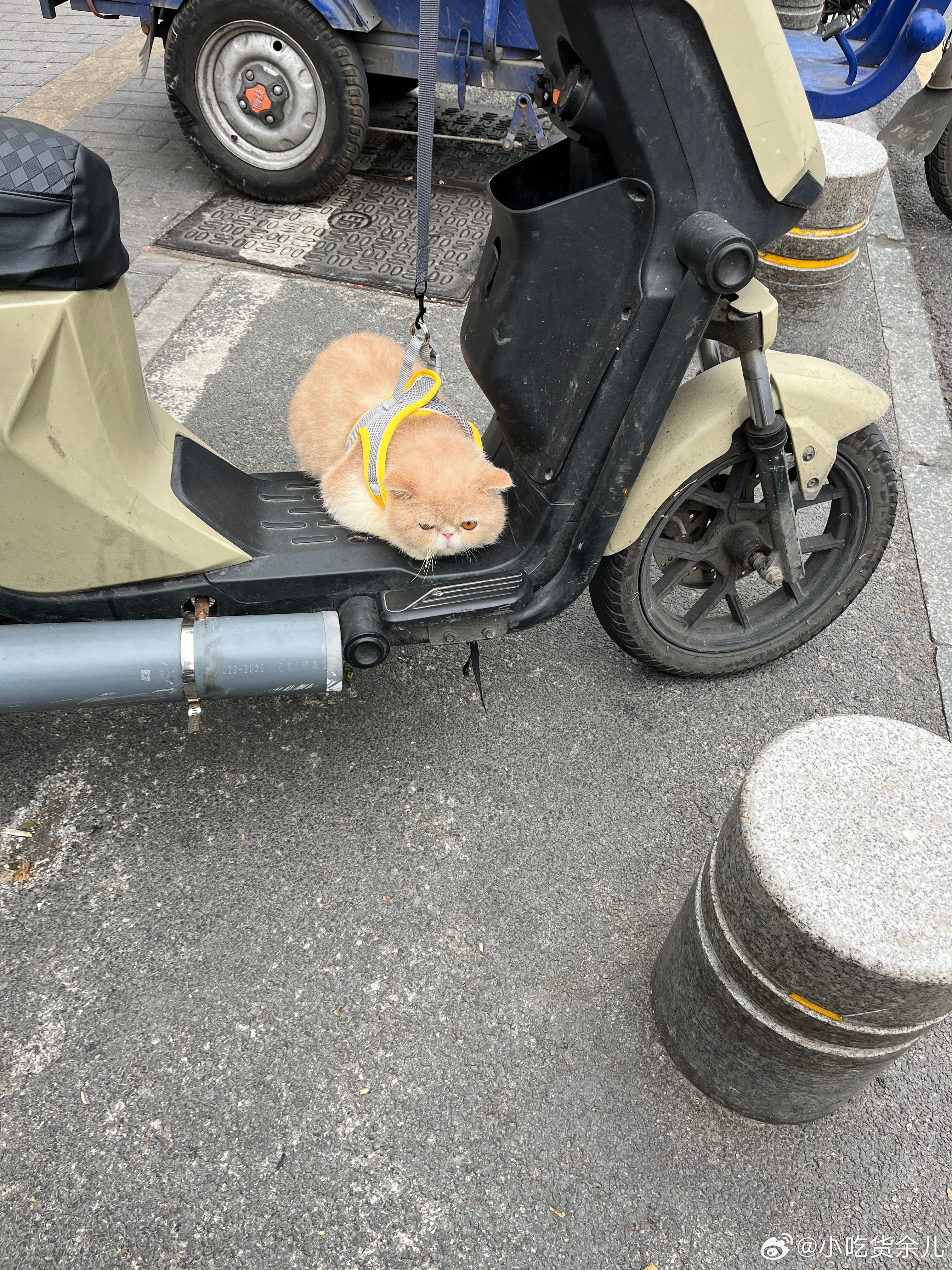 妯娌说还剩很多牛肉，问要不要吃火锅，我说可以，来买点素菜。出来看到小猫咪，好可爱