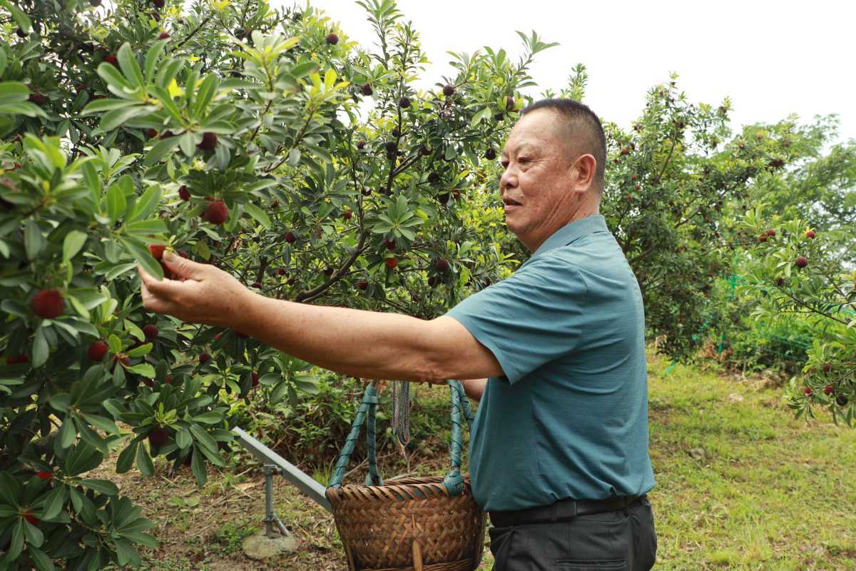 宁波露天杨梅上市实现杨梅自由啦6月5日，慈溪露天杨梅正式开采，标志宁波迎来杨梅