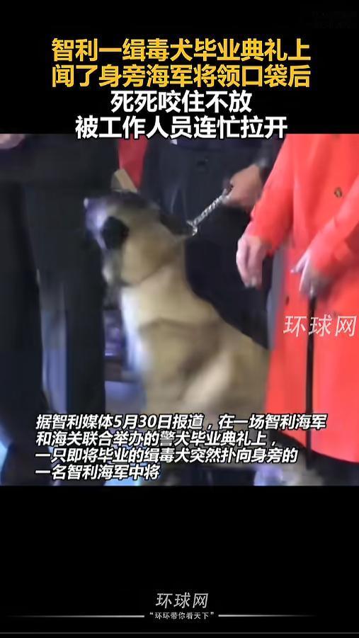 “笑不活了！”当地时间5月30日报道，智利，一只缉毒犬在毕业典礼上闻了闻旁边海军