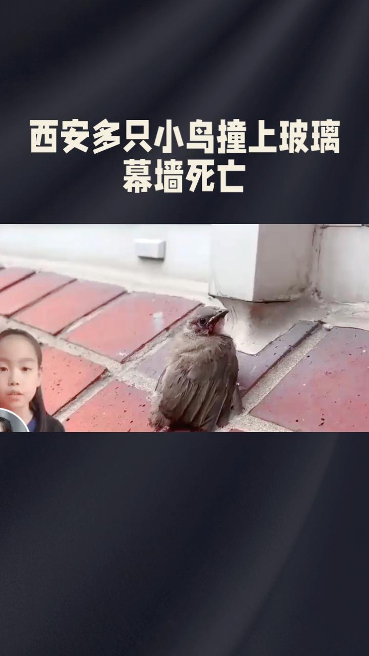 近日，西安万象城多只小鸟不幸撞上玻璃幕墙死亡，这背后隐藏着怎样的生态危机？近日