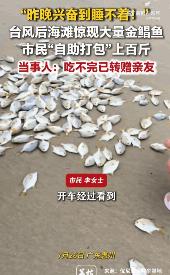 太让人羡慕了！广东惠州狂风暴雨过后，整片海滩铺满金鲳鱼，市民拿着袋子扎堆捡拾。一