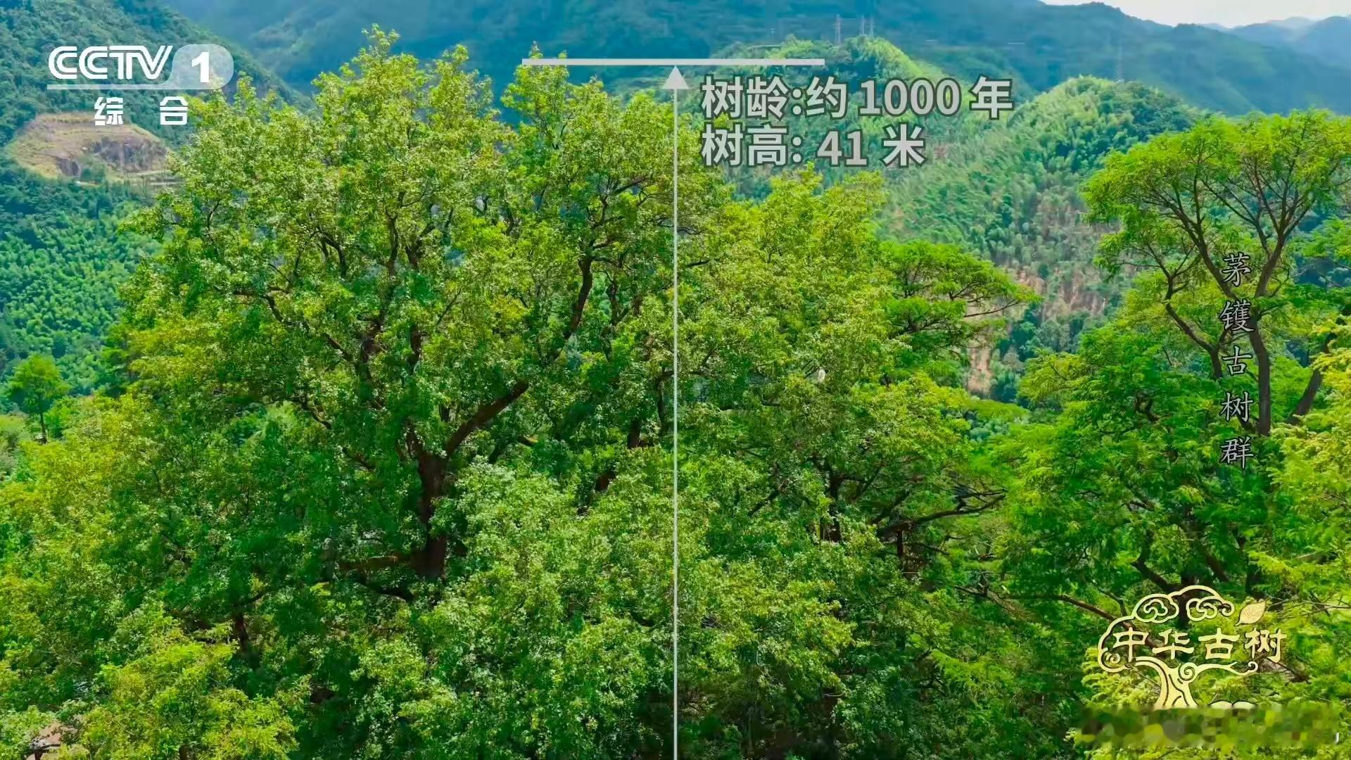 千年的树龄让它充满故事感，金黄的枝叶在秋日里格外耀眼，每一片针叶都像一枚小铜钱，