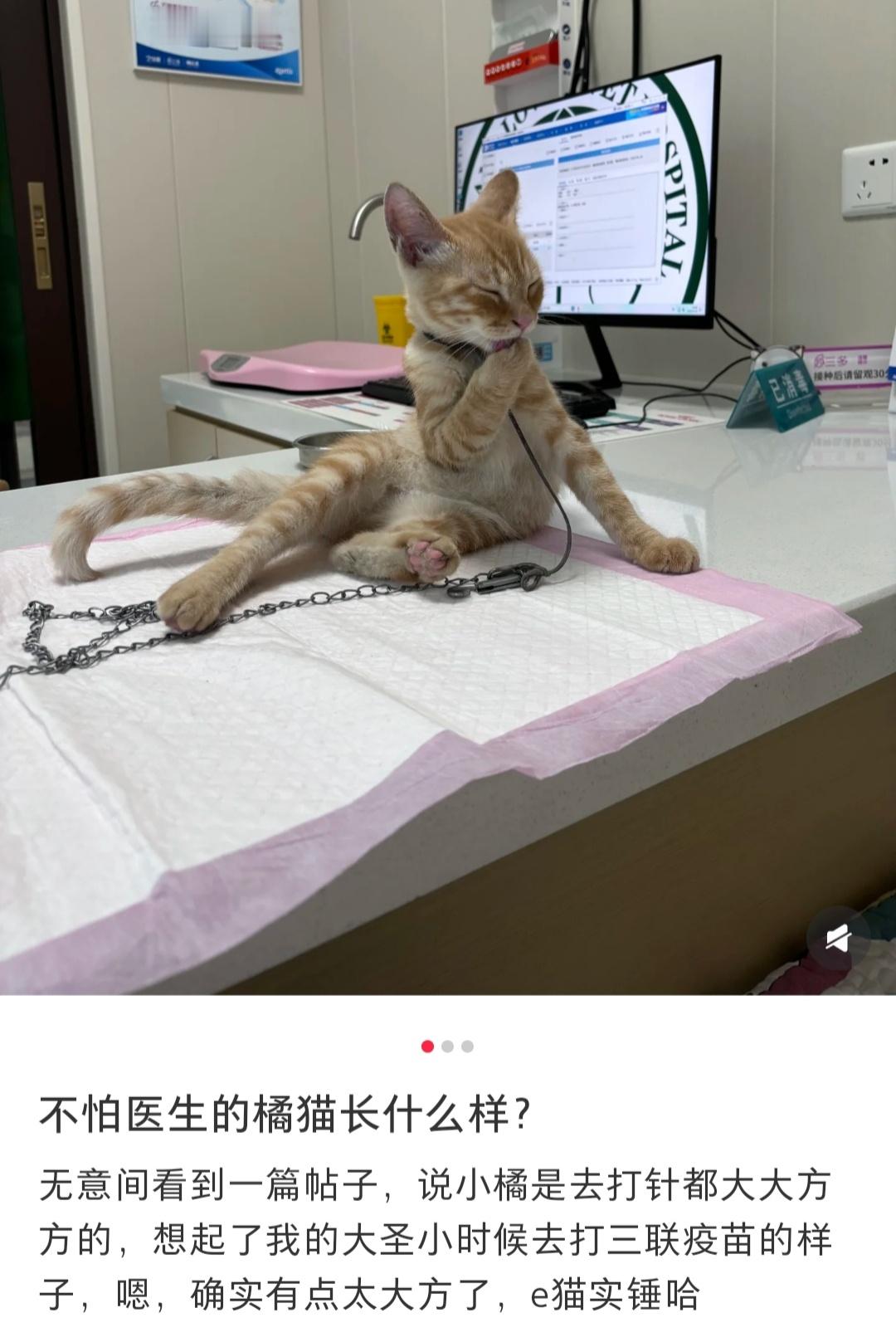 松弛小猫[笑着哭]