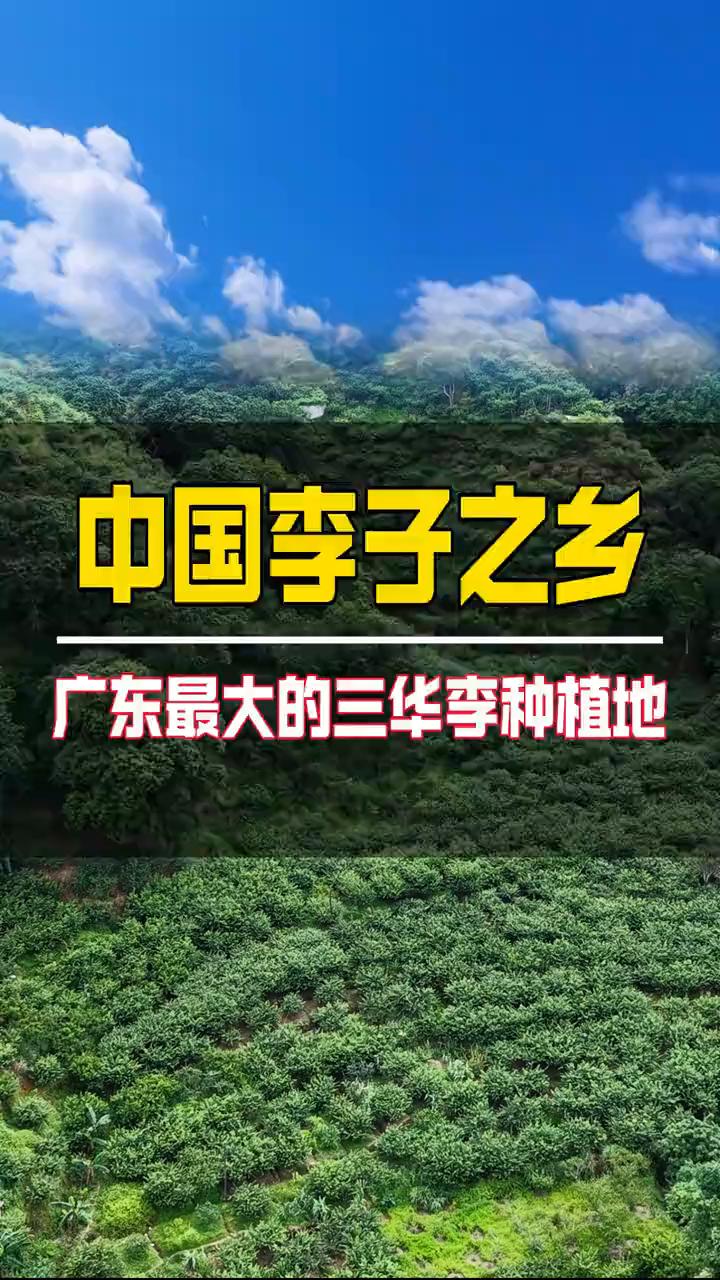 中国李子之乡：广东最大的三华李种植地。这里就是广东最大的三华李种植地，广东茂名
