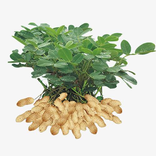 天天啃青菜便秘没改善，一把花生下肚却通畅了？原来肠道喜欢的是这个本以为狂吃