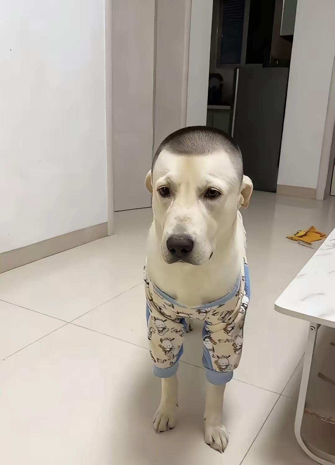 这狗子的发型怎么样，帅气不[捂脸哭]