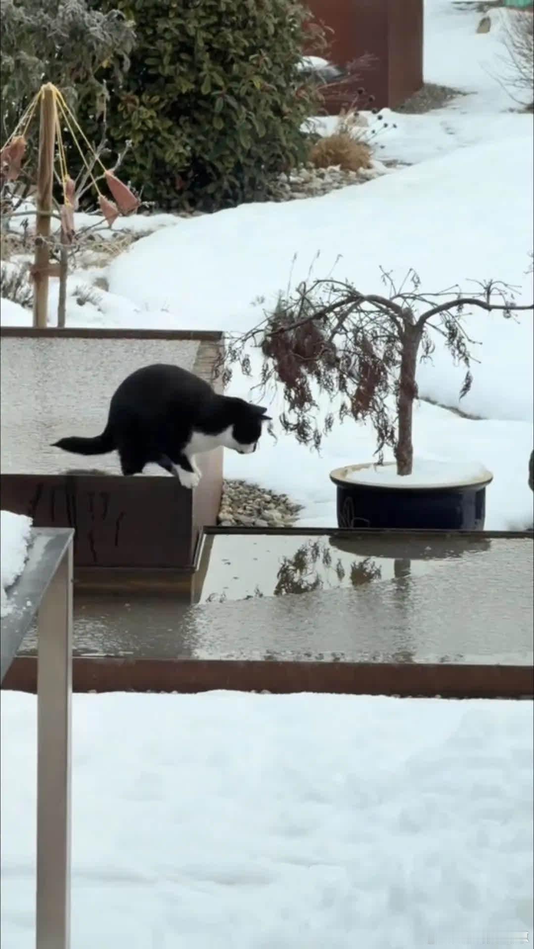 它第一次见到雪萌宠宠物