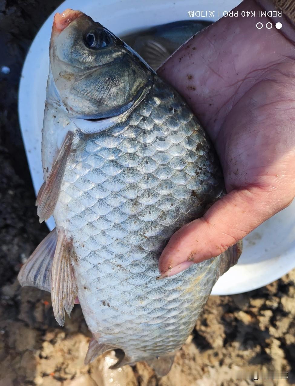 野钓有时候就是这么无奈，不好钓的时候坐一天，好钓的时候得走了。今天本来是不打