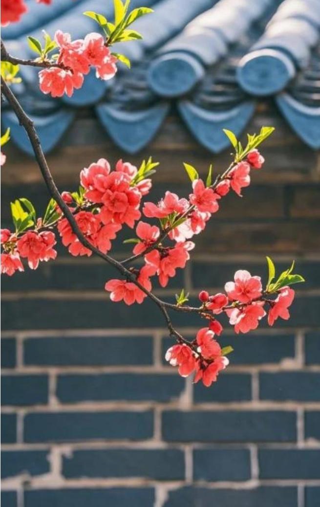 一枝红杏墙外开，谁料惹出是非来，七言八语众人论，……请友续句……？[微风