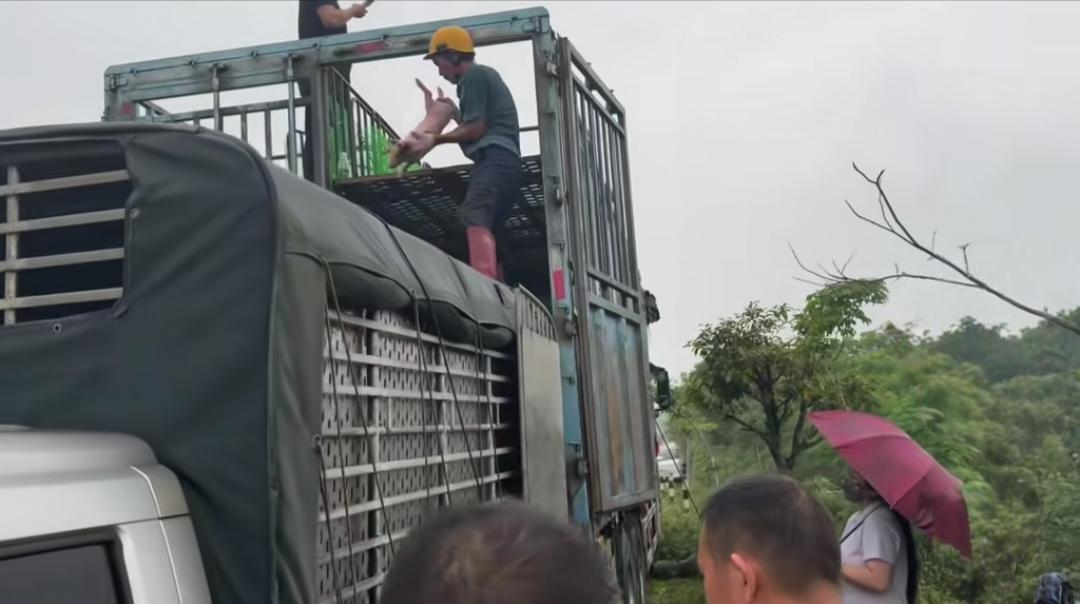 辽宁女子救下1950头小乳猪运回沈阳，打算把它们养到自然死，网友吵翻了！辽