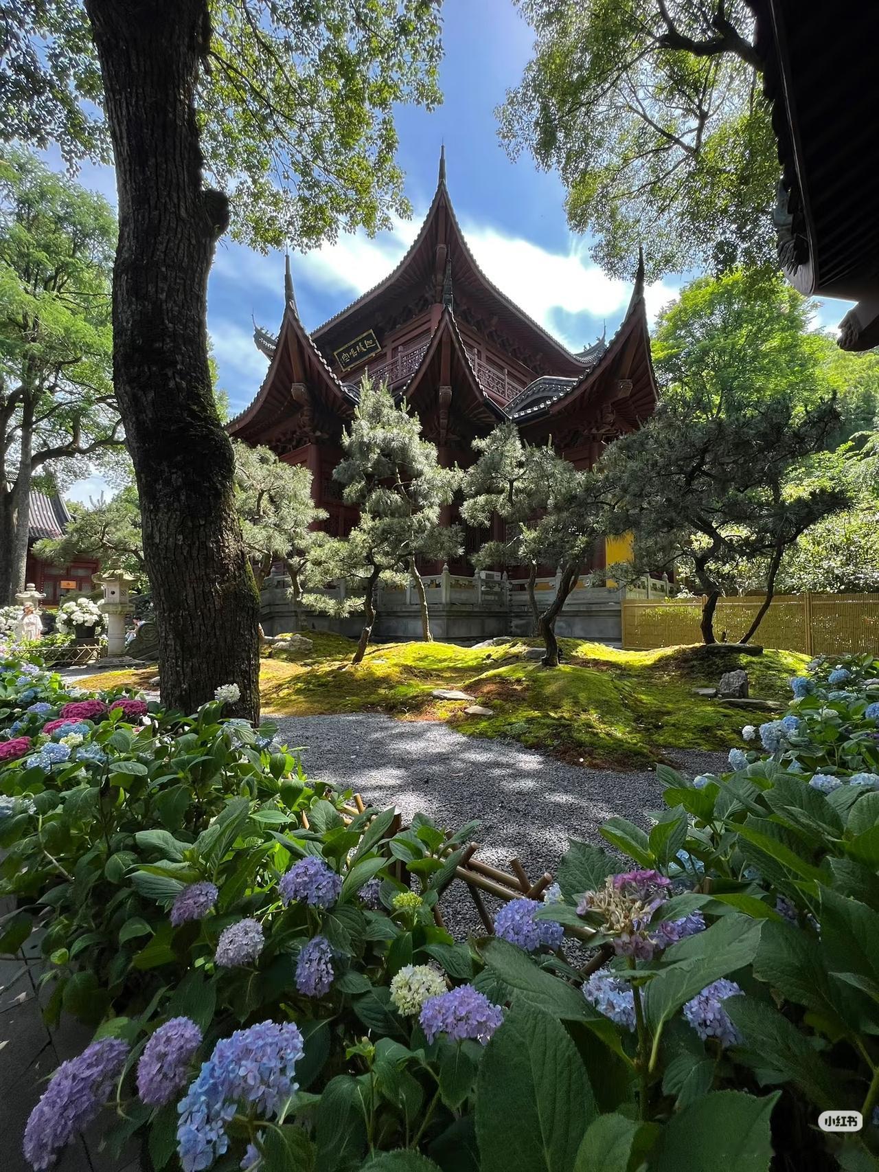 我心中杭州初夏的顶流！永福寺绣球杭州迎来最美的风景，永福寺绣球真的是一年一度