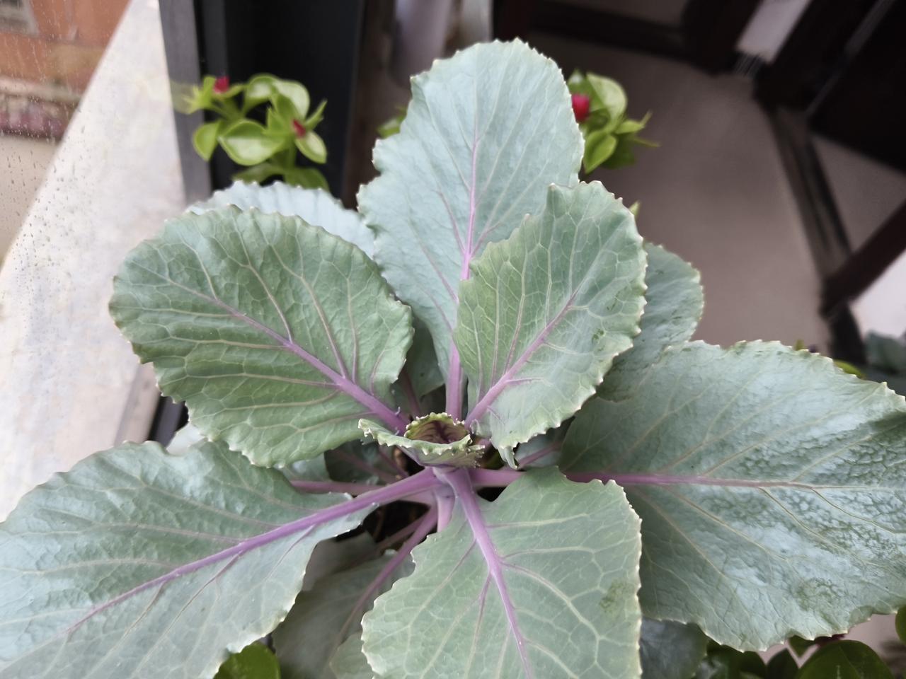 真心话茶局扔一颗菜籽放在花盆里，仍然成了很好的盆栽，拍照出来也是有模有样的感觉，