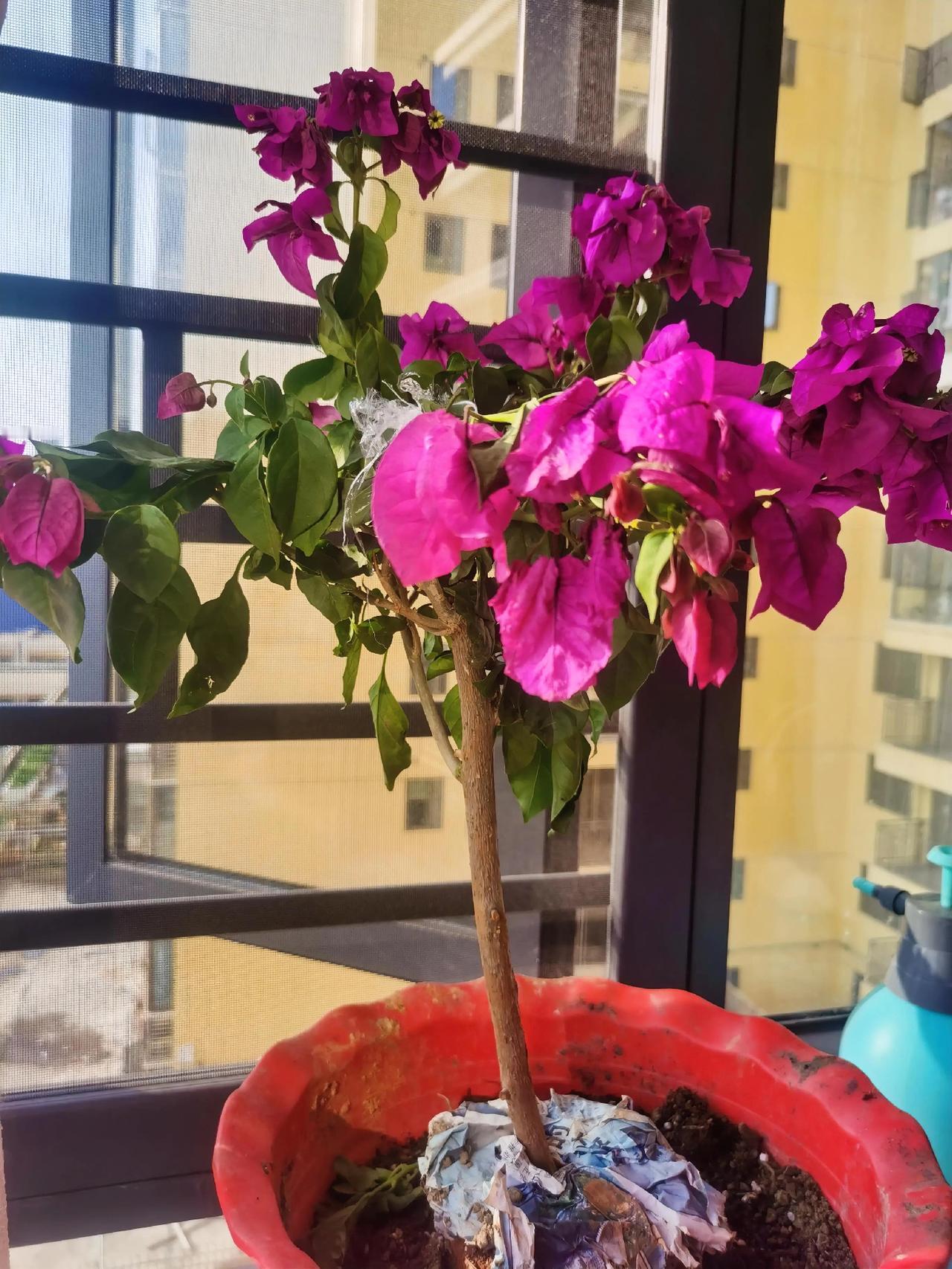 我查了查百度，我也终于见识了，养花的学问可大了：光照不足，它也需要拥抱温暖，难怪