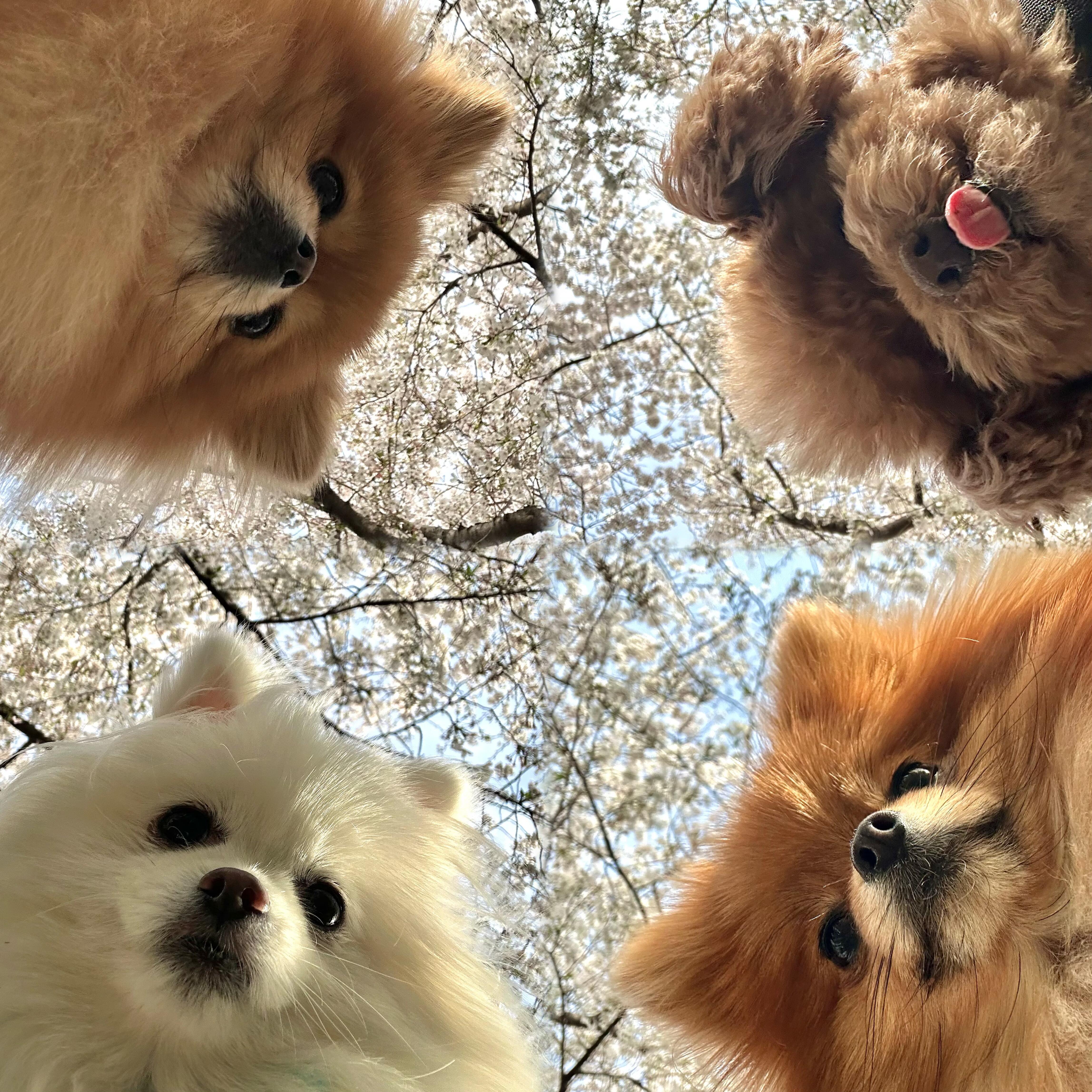 人，春天到了，出来玩