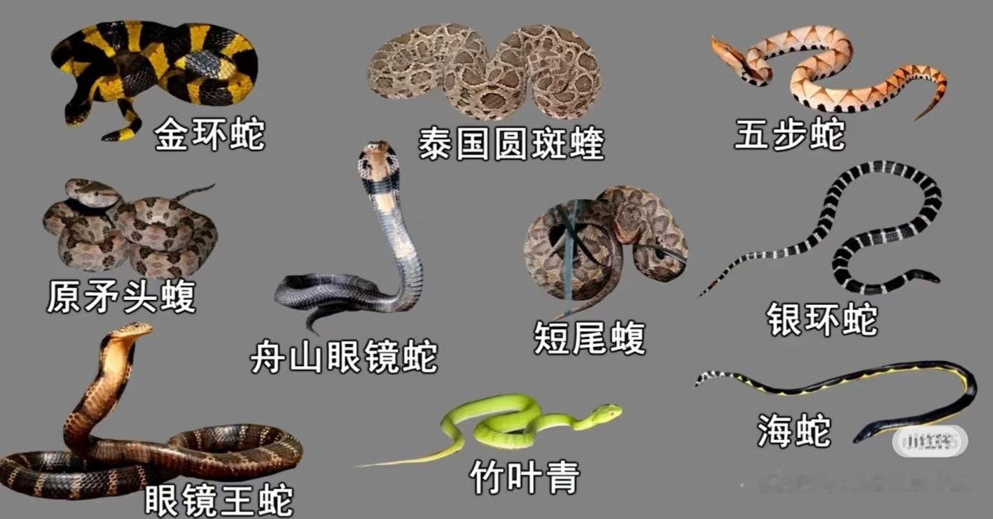 普通医院一般没有抗蛇毒血清几年前保存的，在中国被毒蛇咬了应该用什么血清。分享出来