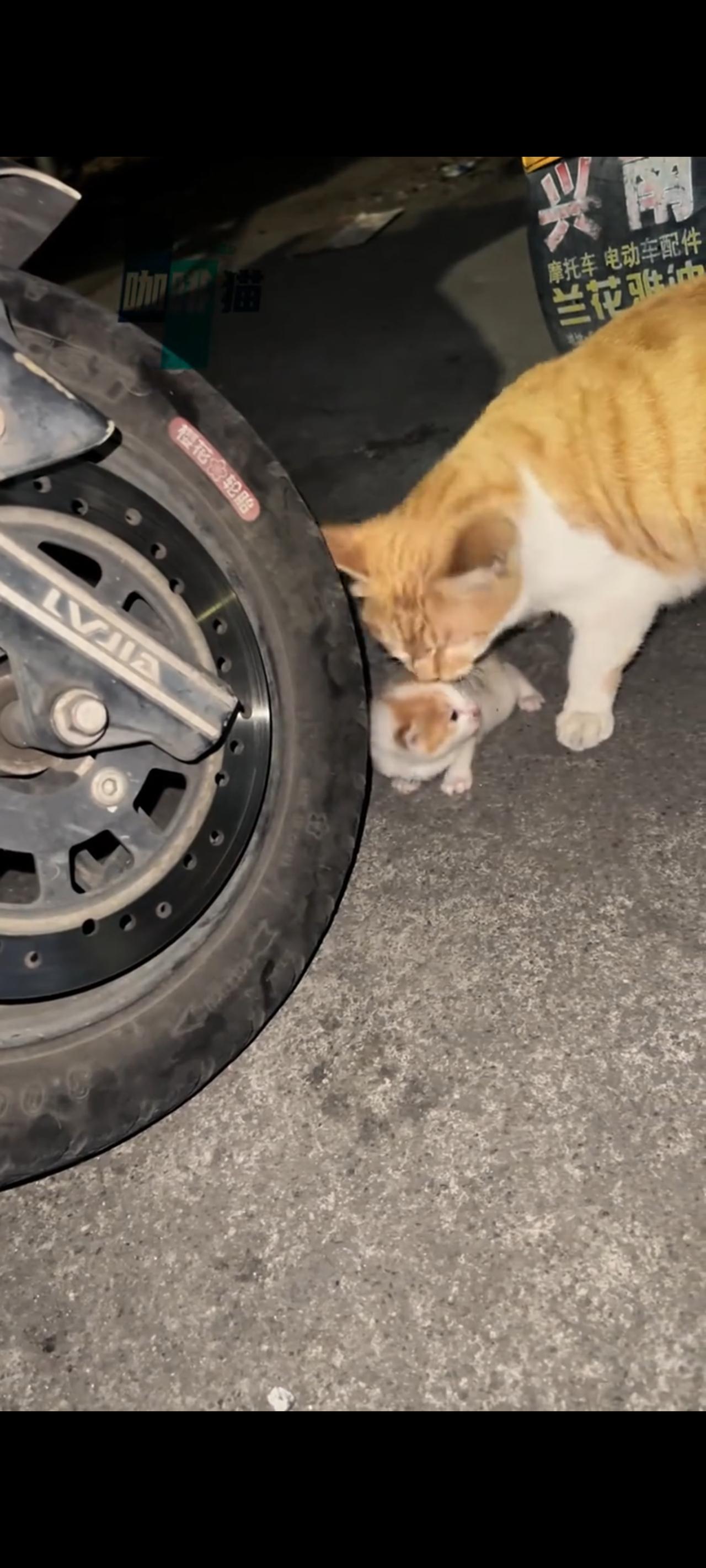 猫妈妈叼着自己的幼崽来到一处爱心人士的家门前，突然将自己的宝宝放下以后，带着沮丧
