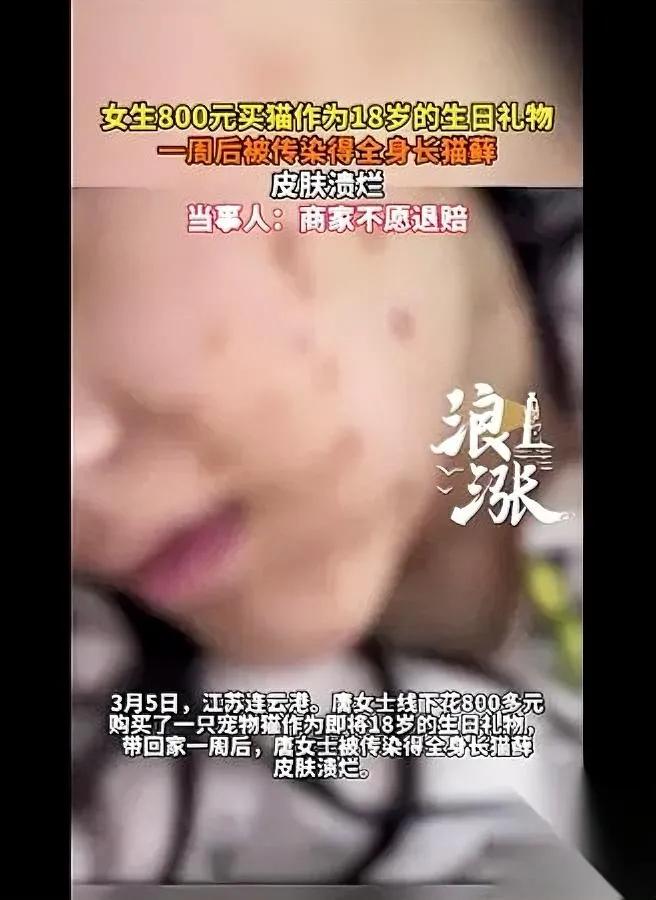 花800买宠物猫，一周后…全身溃烂商家竟这样做！宝子们谁懂啊！江苏连云港