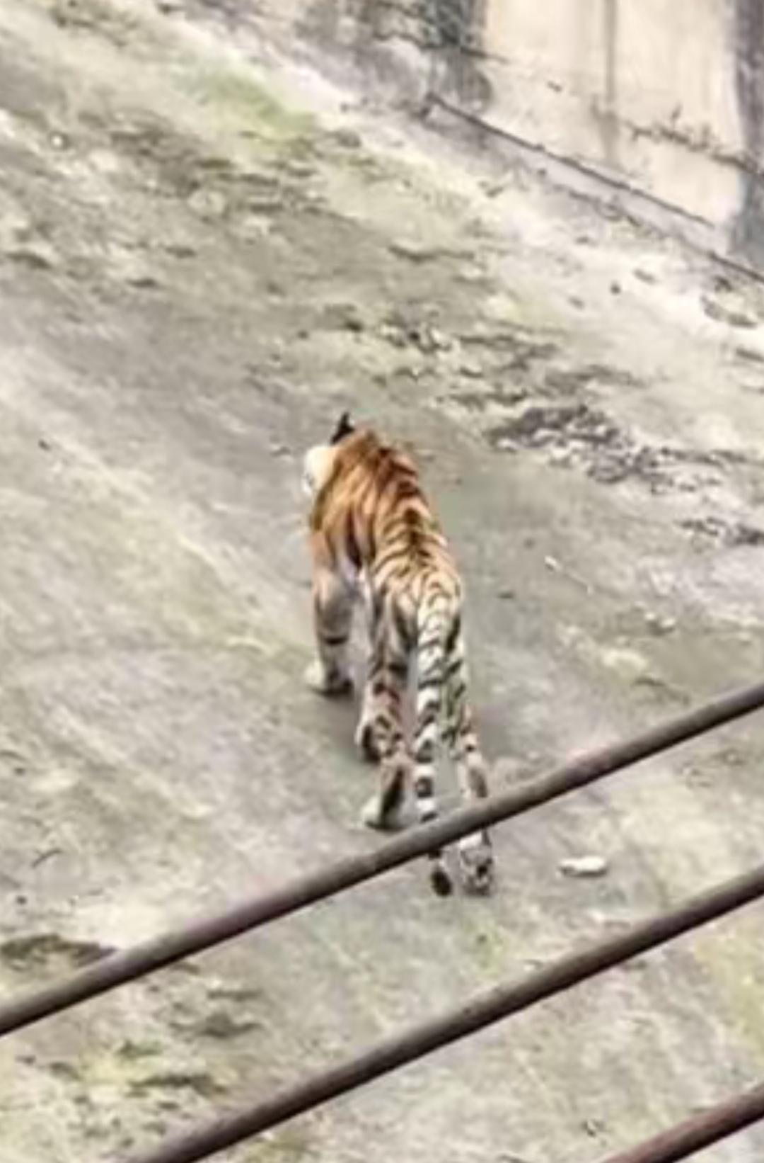 你相信这是老虎🐯吗？为什么这么瘦？如果喂不起，不如放虎归山。