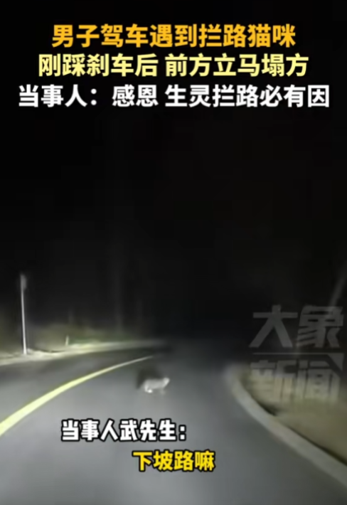 “万物皆有灵”近日，陕西一男子深夜驾车，突然里边出现一只猫，男子下意识踩下刹车，