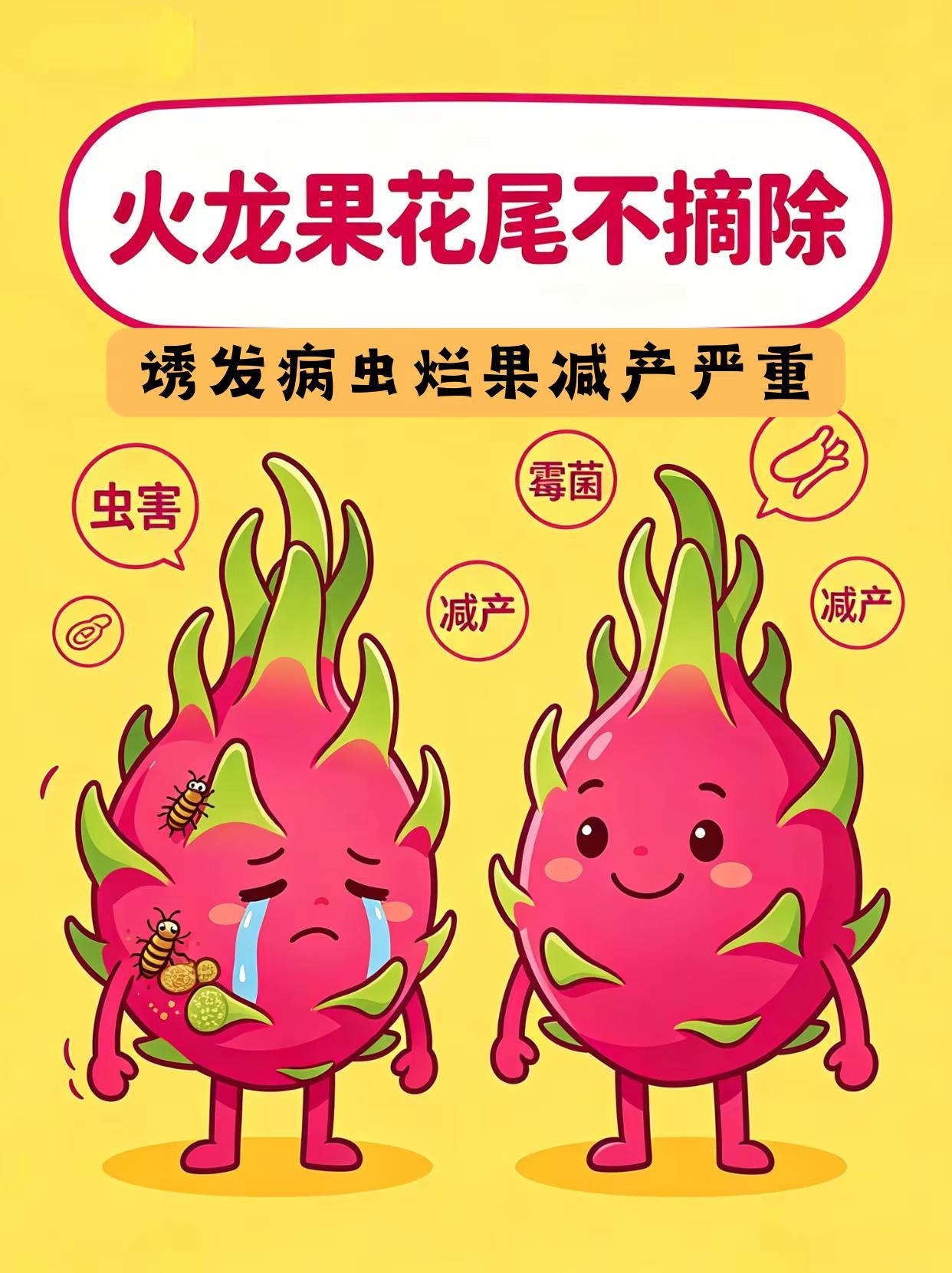 火龙果花尾不摘除，诱发病虫烂果减产严重！。火龙果种植摘花尾病害