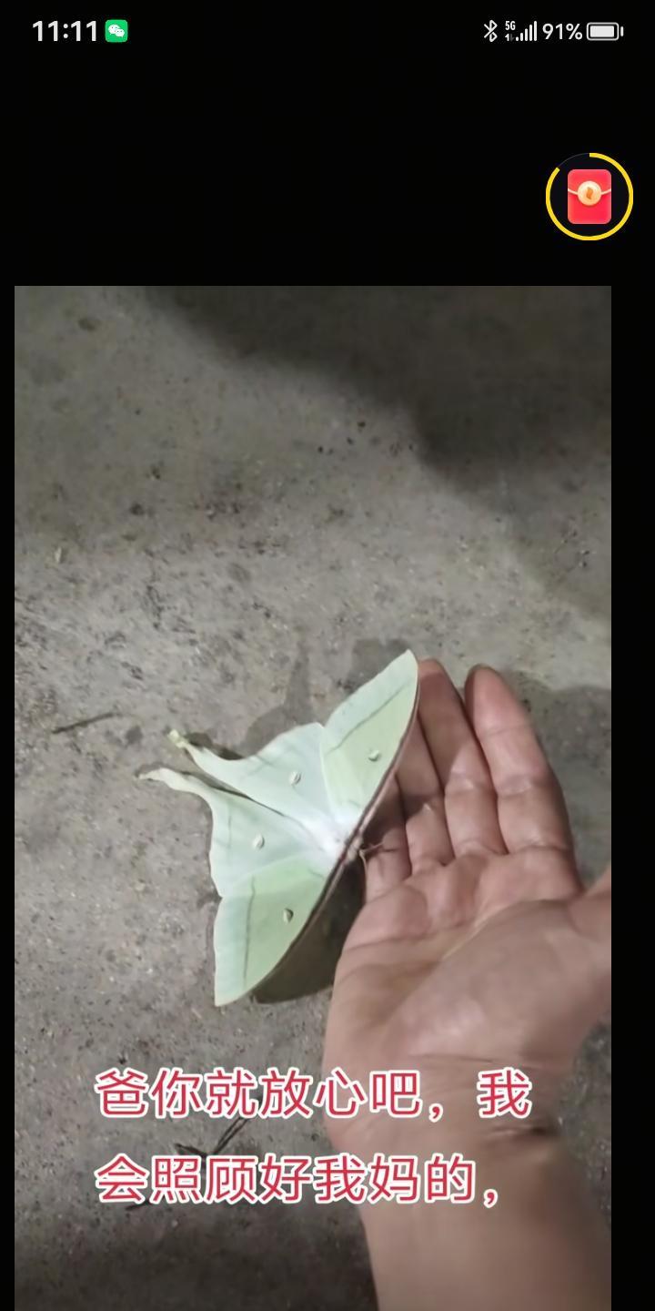 泪目，父亲刚离世八天，家里飞来个蝴蝶，女儿问？爸爸是你吗？要是你，你爬到我手上来