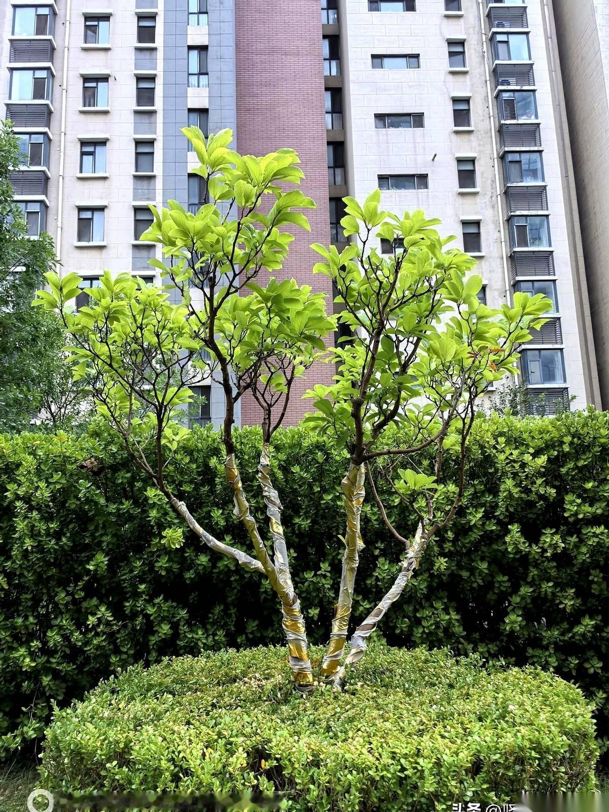 潍坊昨晚那场雨，简直是老天爷掐着点送来的“退烧贴”。新闻里把台风“巴威”渲染得