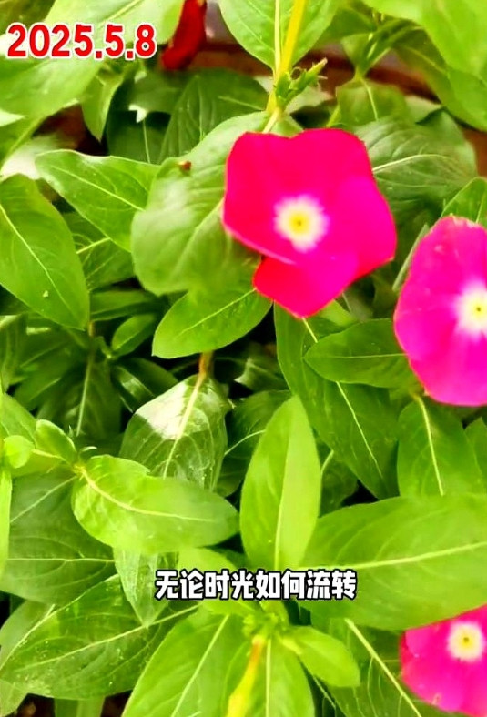 五月的哈密，陶家宫新庄孜村，一幅生机勃勃的新农村画卷在你眼前徐徐展开。目之所