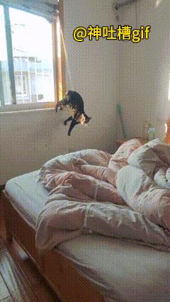 呼救的猫咪：猫咪从窗子上下来时，身体被绳子给挂住悬在半空中了，一听到主人进来，就