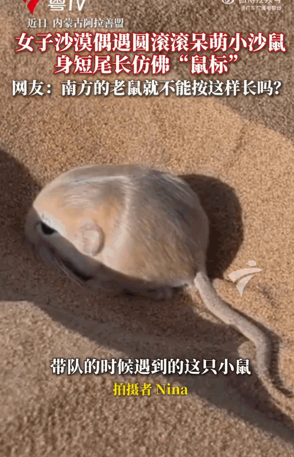 “大千世界，无奇不有！”内蒙古阿拉善盟，一名网友在沙漠里游玩，本以为是枯燥的寻常