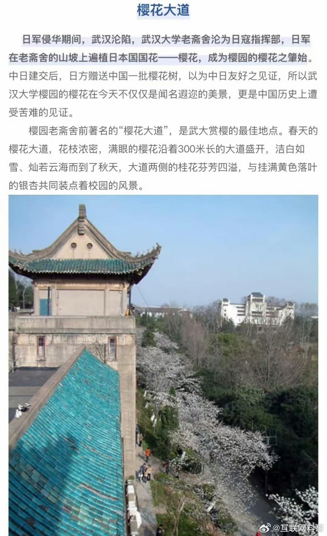 武汉大学樱花树的由来！​​​