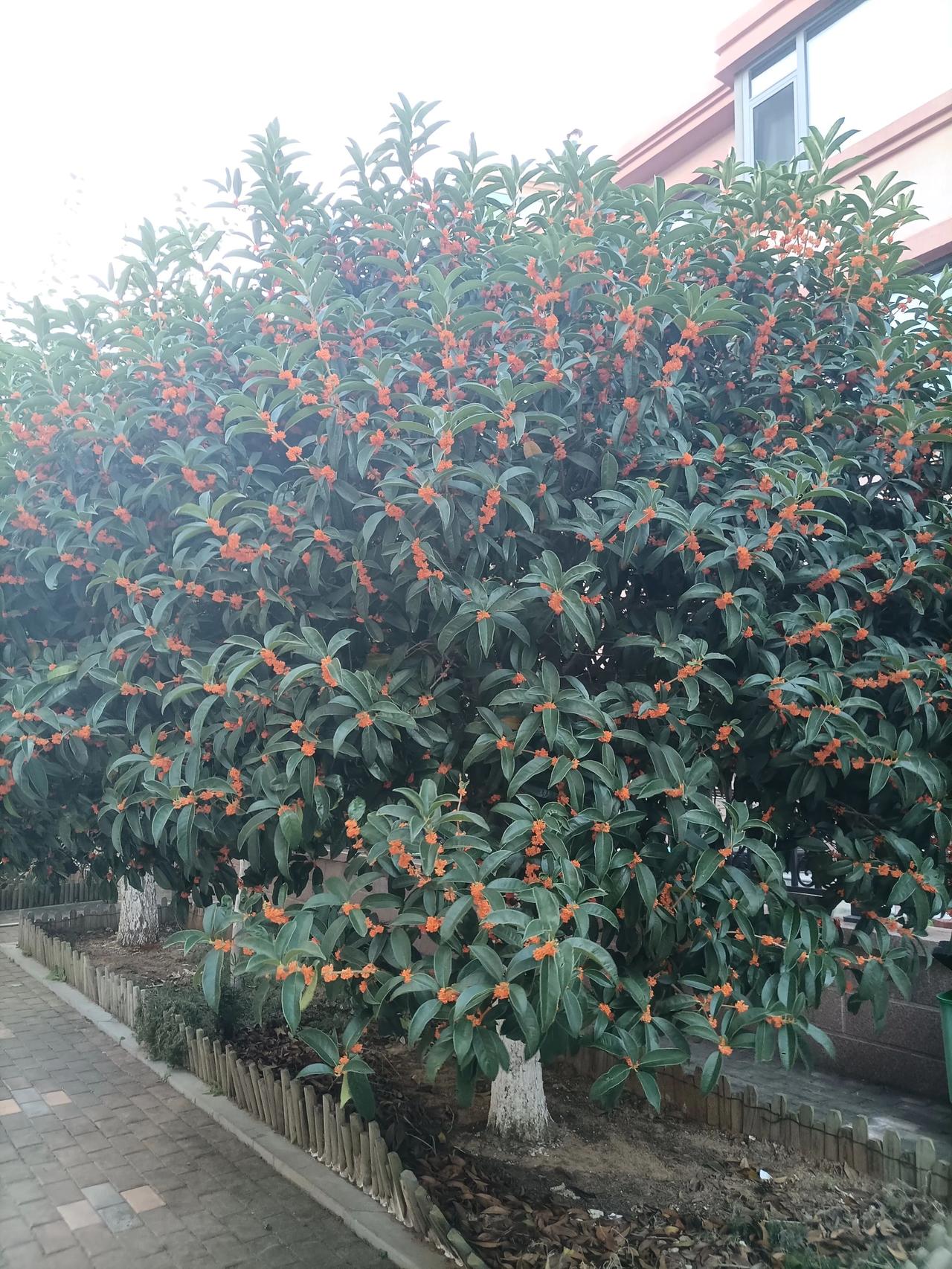 八月桂花遍地开花果树种植的乐趣