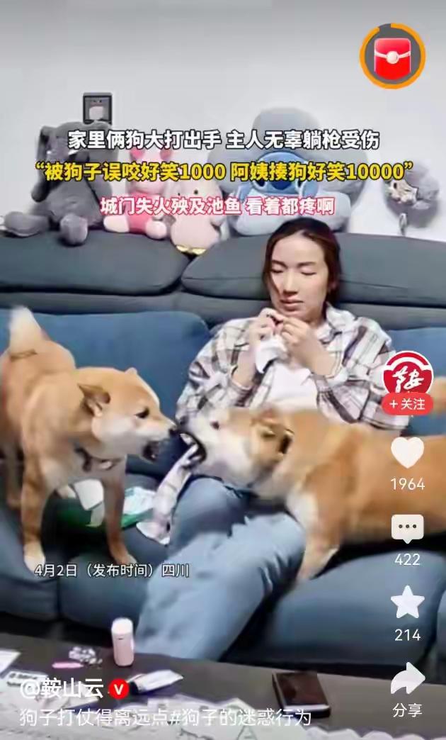 完整榜单俩狗在家里大打出手主人无辜躺枪你有没有想过，当你辛辛苦苦回到家，