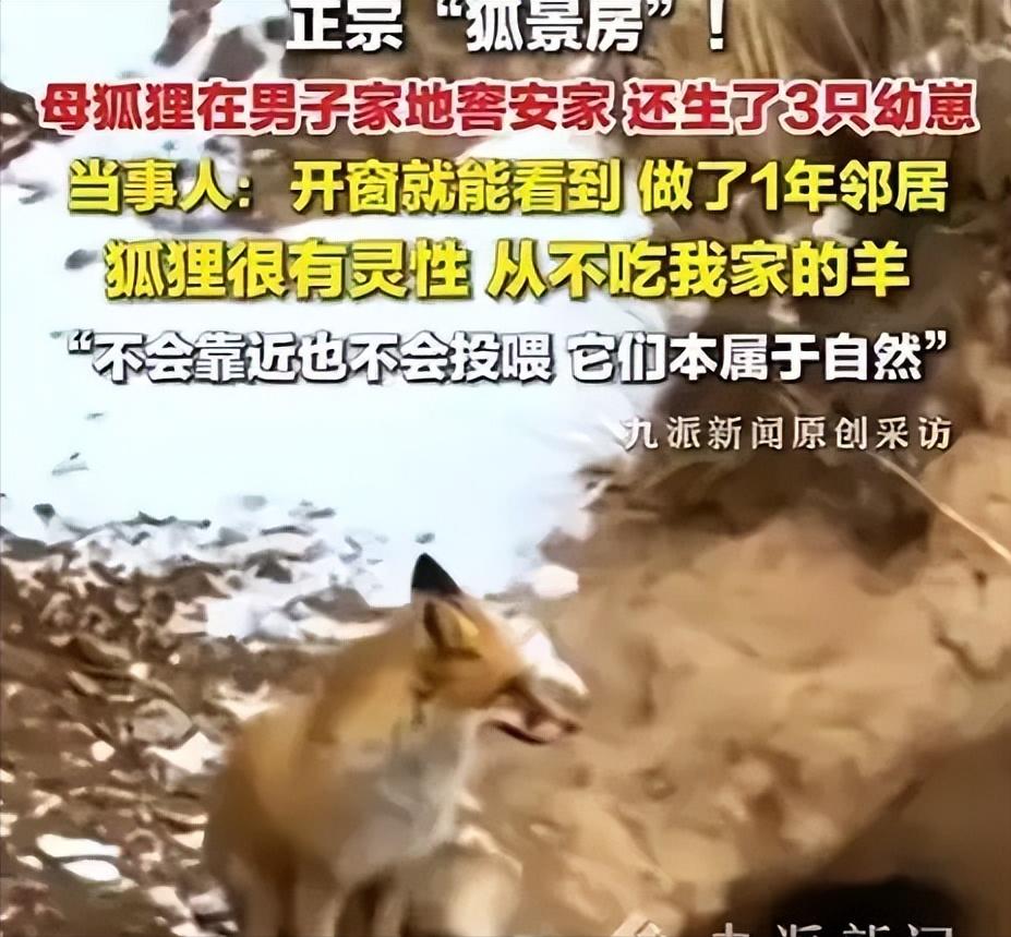 太治愈了！5月12日九派新闻报道，青海一只狐狸在他家30米外安家，不吃羊却顺走肉
