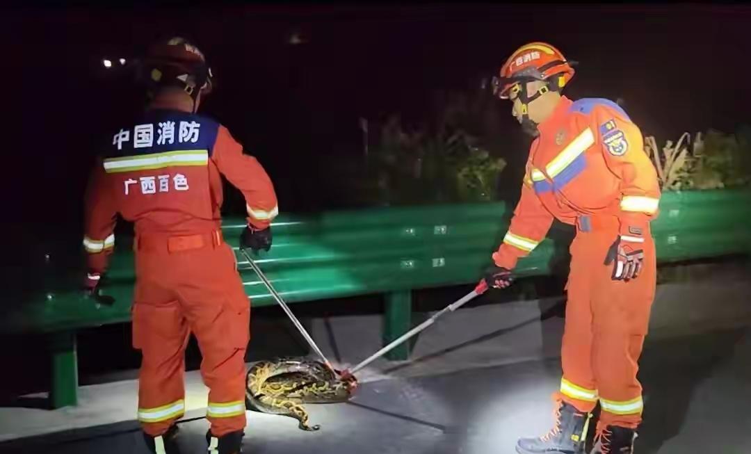  黑灯瞎火高速路，大蟒挡道险象环生！消防员两分钟擒蛇，咋做到的？深夜高速路惊现