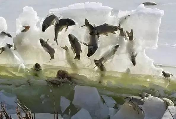 零下三十度，黑龙江某个景区里突然冒出一堵三米来高的“蓝水晶墙”，阳光一照，整条整