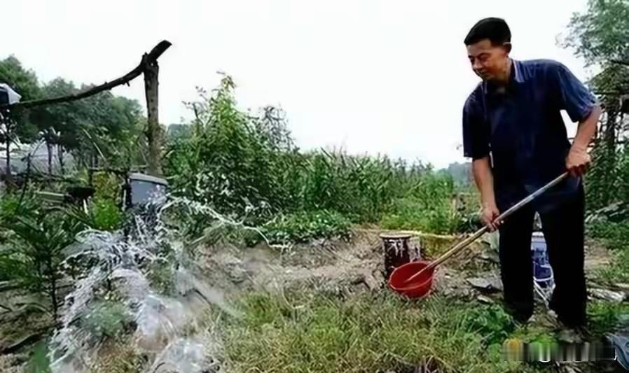 中国祖辈都在用的“粪水浇菜”，欧洲科学家却才发现，为什么？山东寿光城郊的李