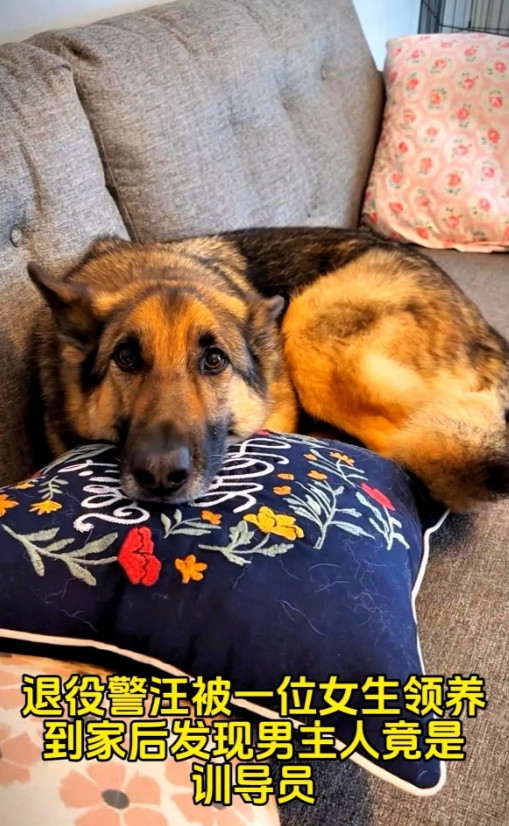退役犬